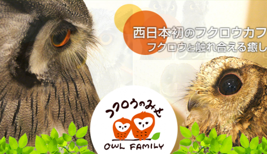 かわぇぇ…｜大阪フクロウカフェ5店舗をまとめてみたよ