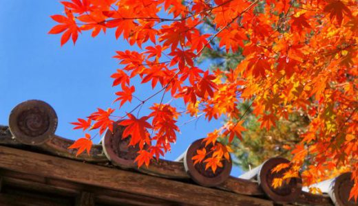 【高台寺の紅葉写真集】京都の紅葉で人気No.1のお寺に行ってきた！