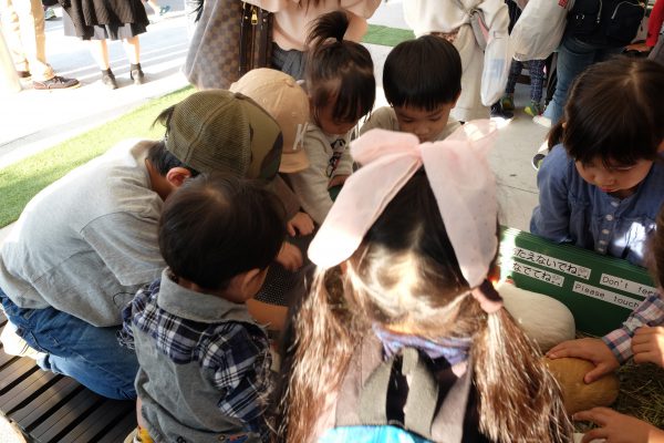 天王寺動物園のテンジクネズミ。子どもたちに大人気すぎる。
