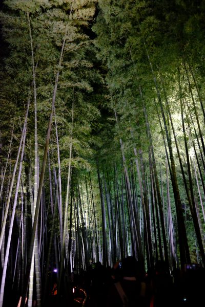 高台寺の竹林。スラッと立ち並ぶ姿に惚れ惚れ。