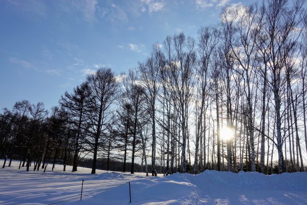 雪国らしい木々が美しい…