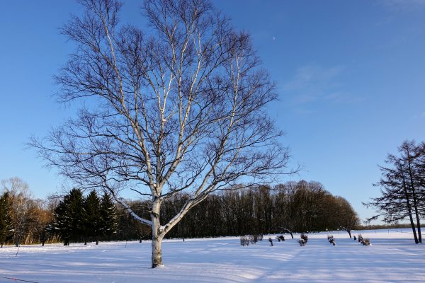 白樺の木が青い空と白い雪に映えますね。